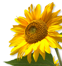 Happy Flower