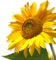 Happy Flower